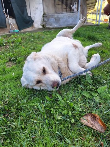 MARIA MERAVIGLIOSA e SOCIEVOLE, CANE IN ADOZIONE - Foto 7