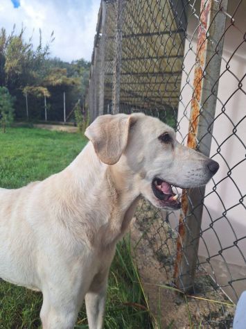 THOR DOLCE E SOCIEVOLE CANE IN ADOZIONE TG MEDIA - Foto 2