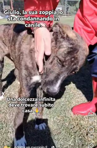 LA DOLCEZZA DI GIULIO, CANE IN ADOZIONE - Foto 4