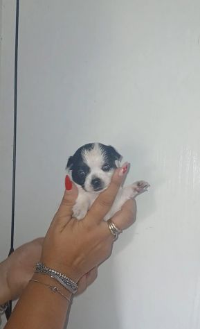 Cuccioli chihuahua - Foto 4