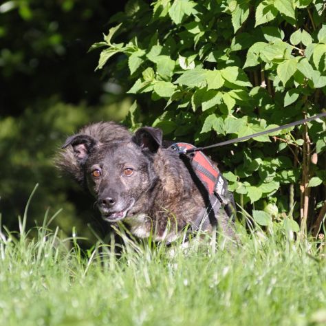 FLASH, 6 ANNI, TAGLIA MEDIO PICCOLA, RINCHIUSO PER TUTTA LA VITA CERCA CASA! - Foto 6