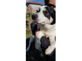 Bart, 3 anni, taglia medio piccola
