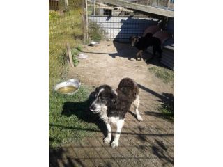 PENELOPE, dolcissima ma invisibile