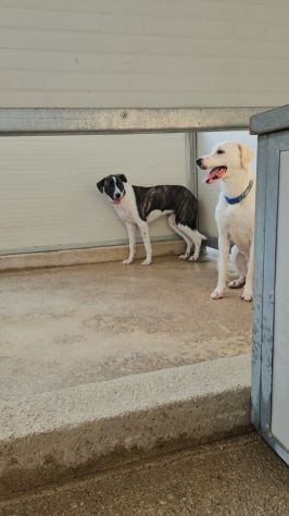 Kira e Kinder: cessione di proprietà - Foto 3
