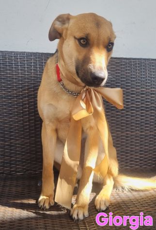 Cucciola meravigliosa!!! - Foto 3