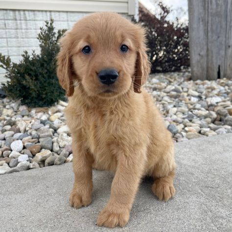 Cuccioli di Golden Retriever - Foto 2