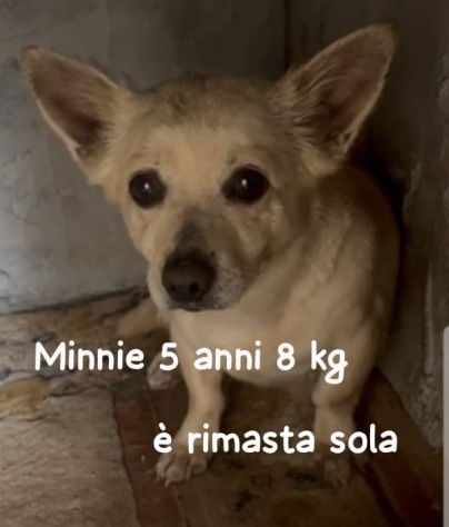 MINNIE 5 ANNI 8 KG TAGLIA PICCOLA