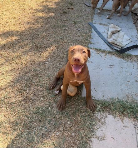 Cucciole american pitbull terrier cercano casa - Foto 3