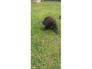 Cuccioli cane corso