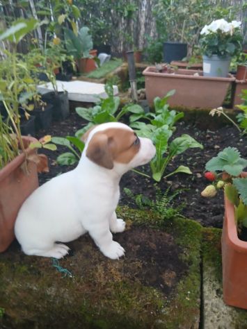 cuccioli jack russel russell terrier - Foto 4