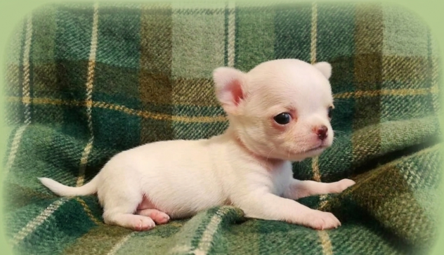 Meravigliosi chihuahua pedigree enci