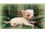 Meravigliosi chihuahua pedigree enci