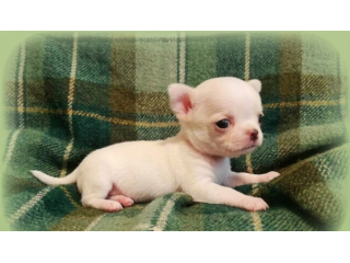 Meravigliosi chihuahua pedigree enci