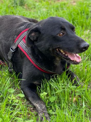 Amos, nessuno ha mai chiesto di lui in canile - Foto 5