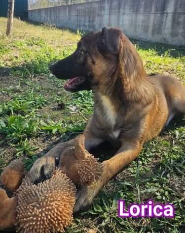 LORICA E CAVALIERE CUCCIOLI IN ADOZIONE - Foto 9