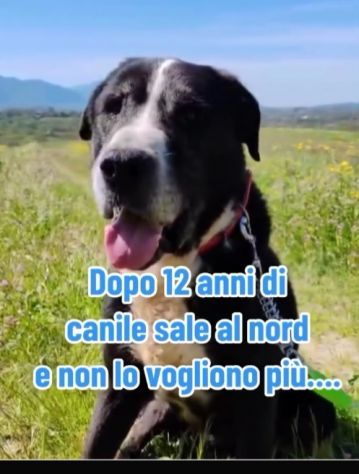 12ANNI DI DURO CANILE..ADOTTATO E RIFIUTATO! MILANO - Foto 5