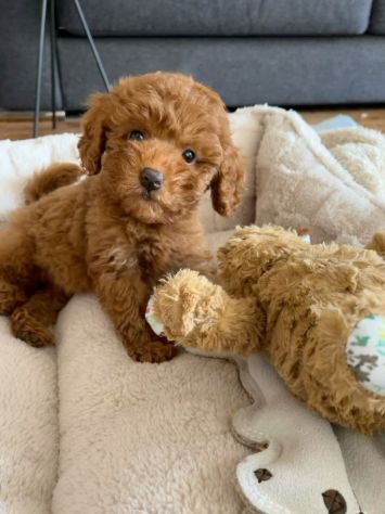 BARBONCINI NANI & BARBONCINO TOY CUCCIOLI - pag dilazionato