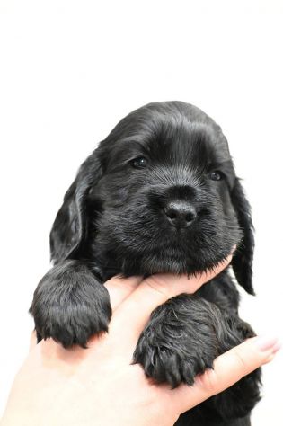Cucciolo di cocker spaniel inglese - Foto 3