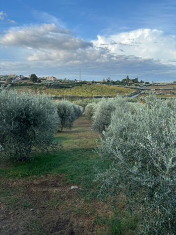 TERRENO AGRICOLO CON ULIVI E RUSTICO