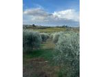 TERRENO AGRICOLO CON ULIVI E RUSTICO