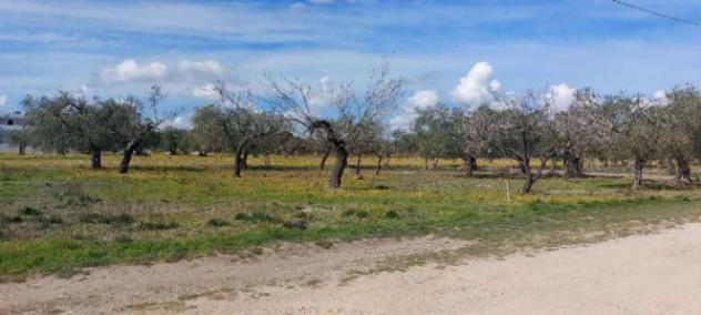 Immobile in asta di 2000 m² in vendita a Lucera - Foto 2