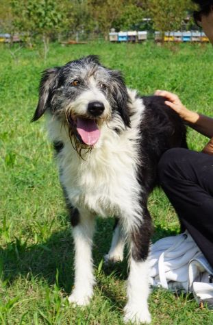 DRAGO, 9 ANNI, INCROCIO SPINONE. BASTA CANILE PER DRAGO!!! - Foto 2