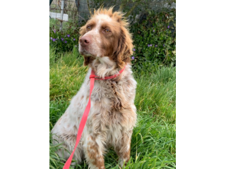 DELICE, meravigliosa setter