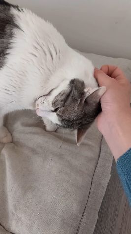 Miele, adorabile gatto da adottare! - Foto 2