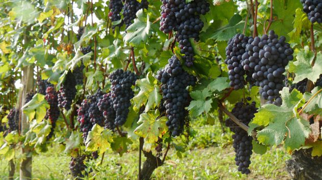 BAROLO : un'azienda e/o un po' di vigna a parte