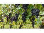 BAROLO : un'azienda e/o un po' di vigna a parte