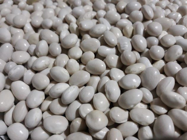FAGIOLI Biologici BIANCO DELLA REGINA del CILENTO al kg