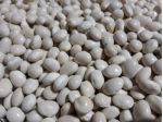 FAGIOLI Biologici BIANCO DELLA REGINA del CILENTO al kg