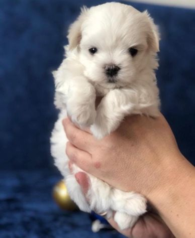 maltese toy