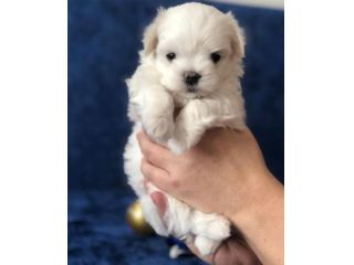 maltese toy