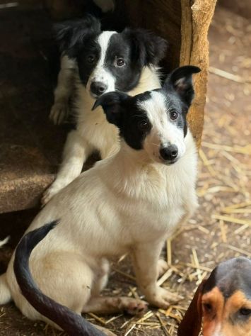 DIEGO, nanetto fifoncello. TG PICCOLA, zampacorta - Foto 5