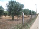 Terreno con ulivi a 900mt dal mare (Maruggio-TA)