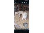 Lagotto romagnolo femmina e maschio da tartufo