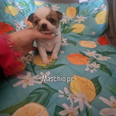 Cuccioli di chihuahua