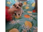 Cuccioli di chihuahua