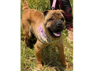 Anita cucciola di 1 anno e mezzo in adozione simil Sharpei