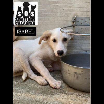 CUCCIOLI IN ADOZIONE - Foto 5