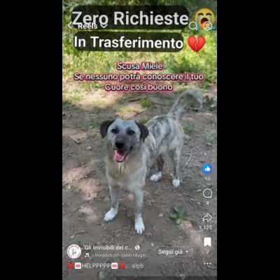 MIELE E MILO MIRACOLI D' AMORE CUCCIOLI IN ADOZIONE - Foto 8