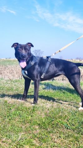 Pitbull femmina 5/6anni SUPER BUONA!! Sola in box 24.MANTOVA