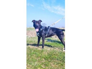 Pitbull femmina 5/6anni SUPER BUONA!! Sola in box 24.MANTOVA