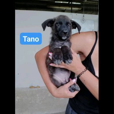 TANO, TURI, CETTA, MENA CUCCIOLI IN ADOZIONE - Foto 2