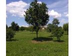 Terreno di 700 m² in vendita a Carpi