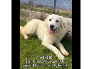AGNESE TIMIDA E DELICATA CAGNOLINA IN ADOZIONE