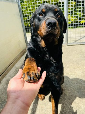 LUCKY ROTTWEILER 5 ANNI - Foto 6