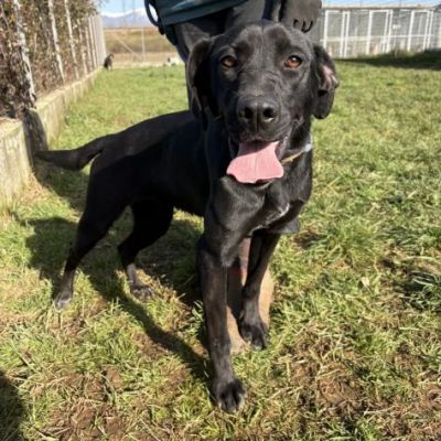 POPPY DELIZIOSA E GIOIOSA, SIMIL LABRADOR CANE IN ADOZIONE