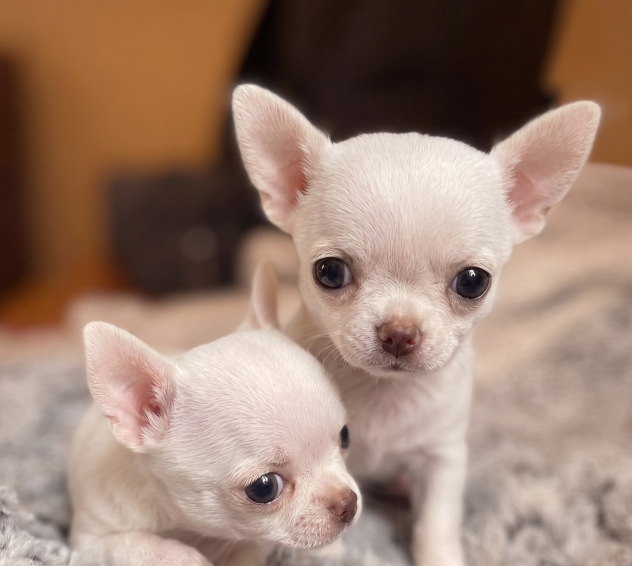 CHIHUAHUA TOY CUCCIOLI pag. agevolato